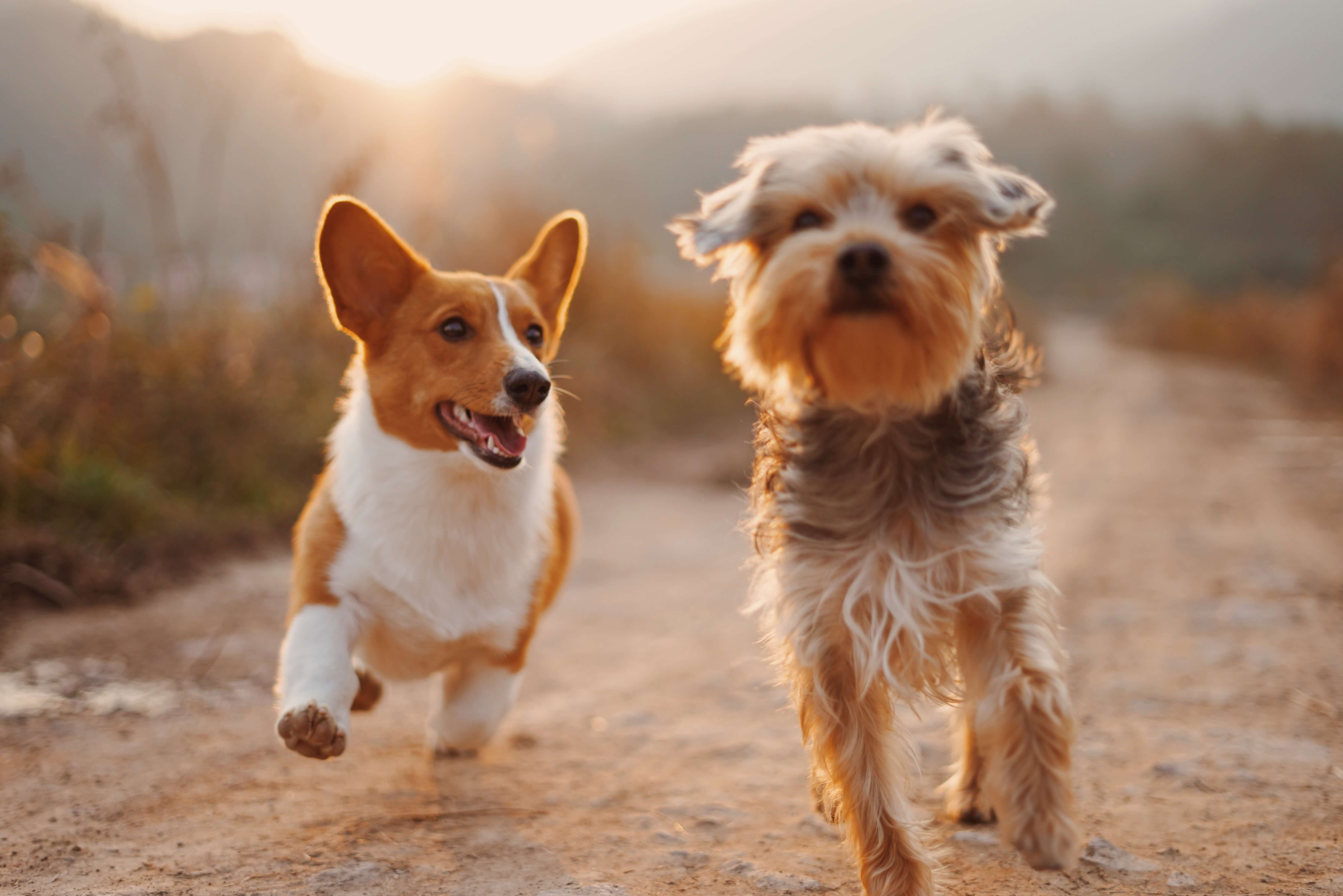 puppies running