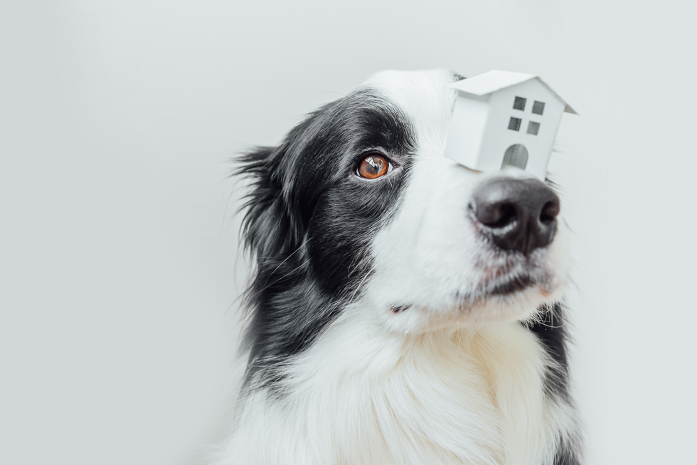 Keep reading to discover the best tips for renting with pets.