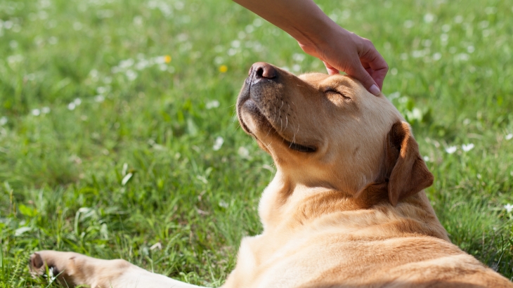 photo of a dog being pet in a meadow