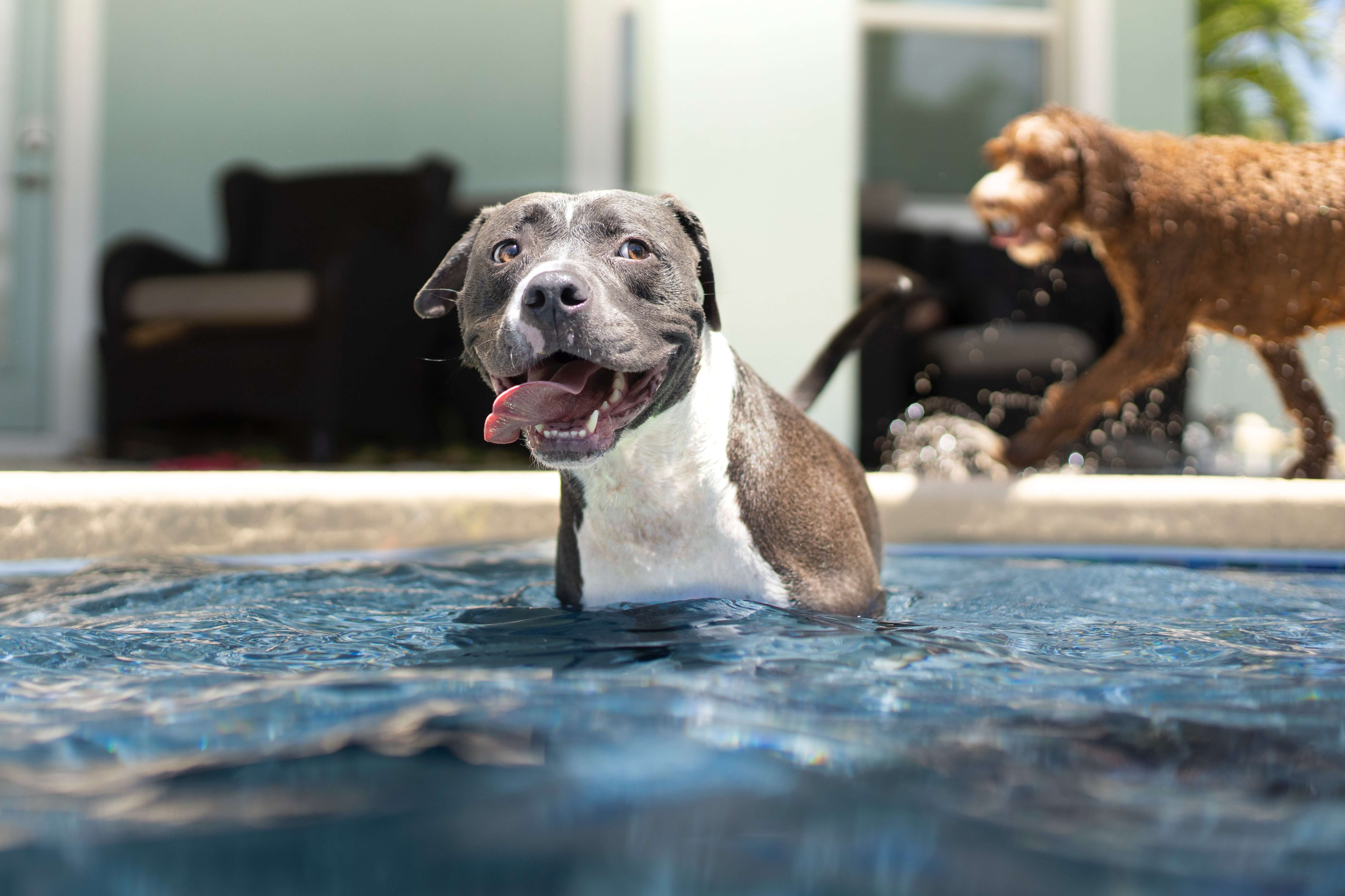 dogs swimming in apartment pool