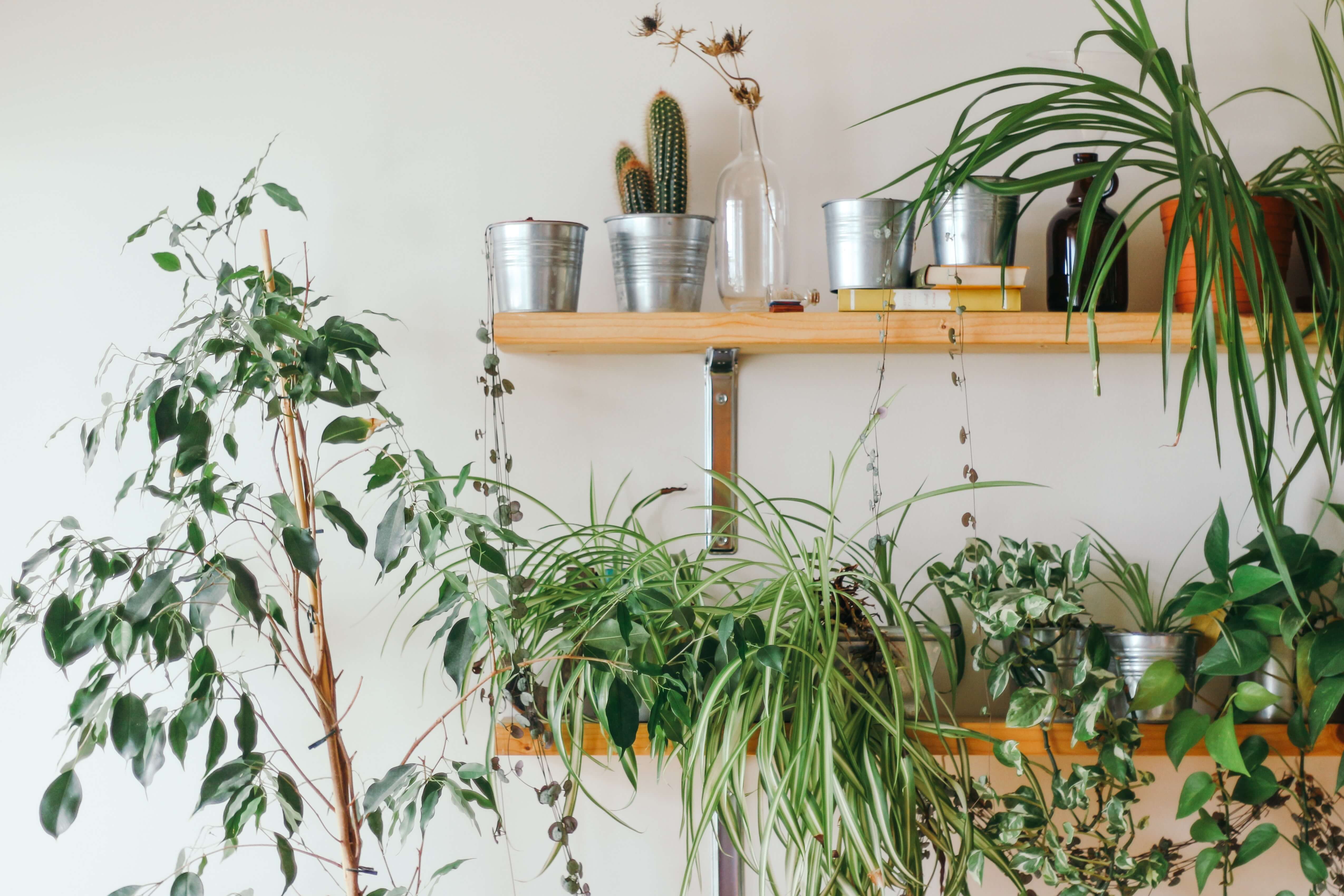 apartments plants to care for