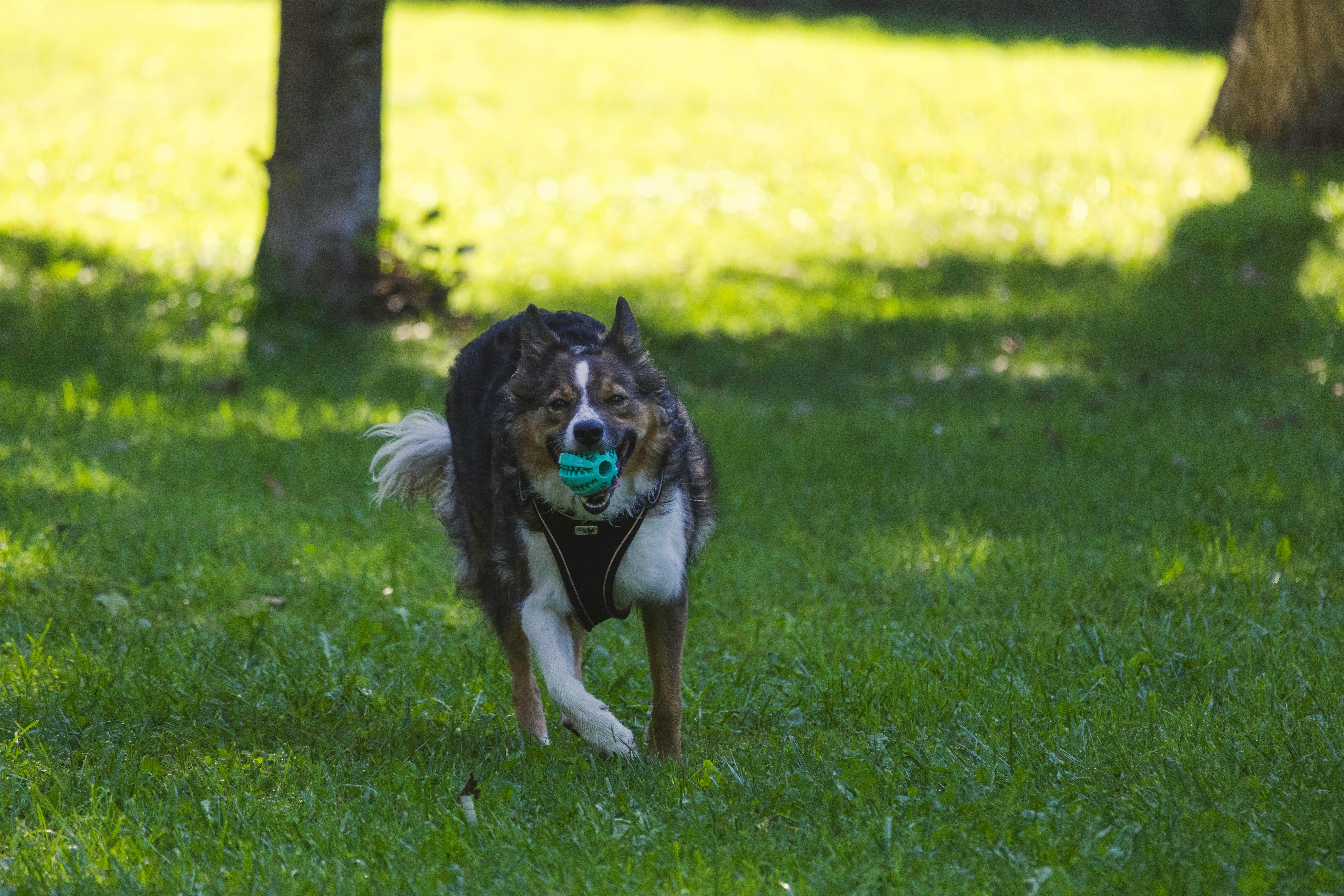 A black and brown dog carrying a green ball running across bright green grass near trees in a sunny park.
