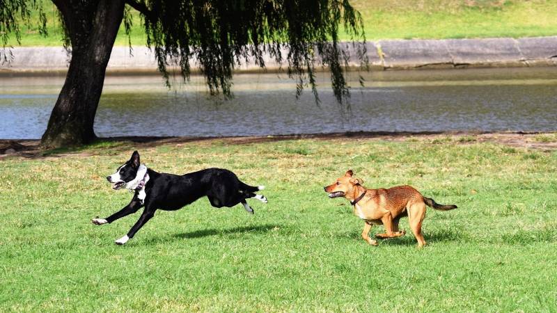 Two dogs running and playing on grass near the river, representing dog-friendly parks and outdoor spaces in downtown Columbus, Ohio.