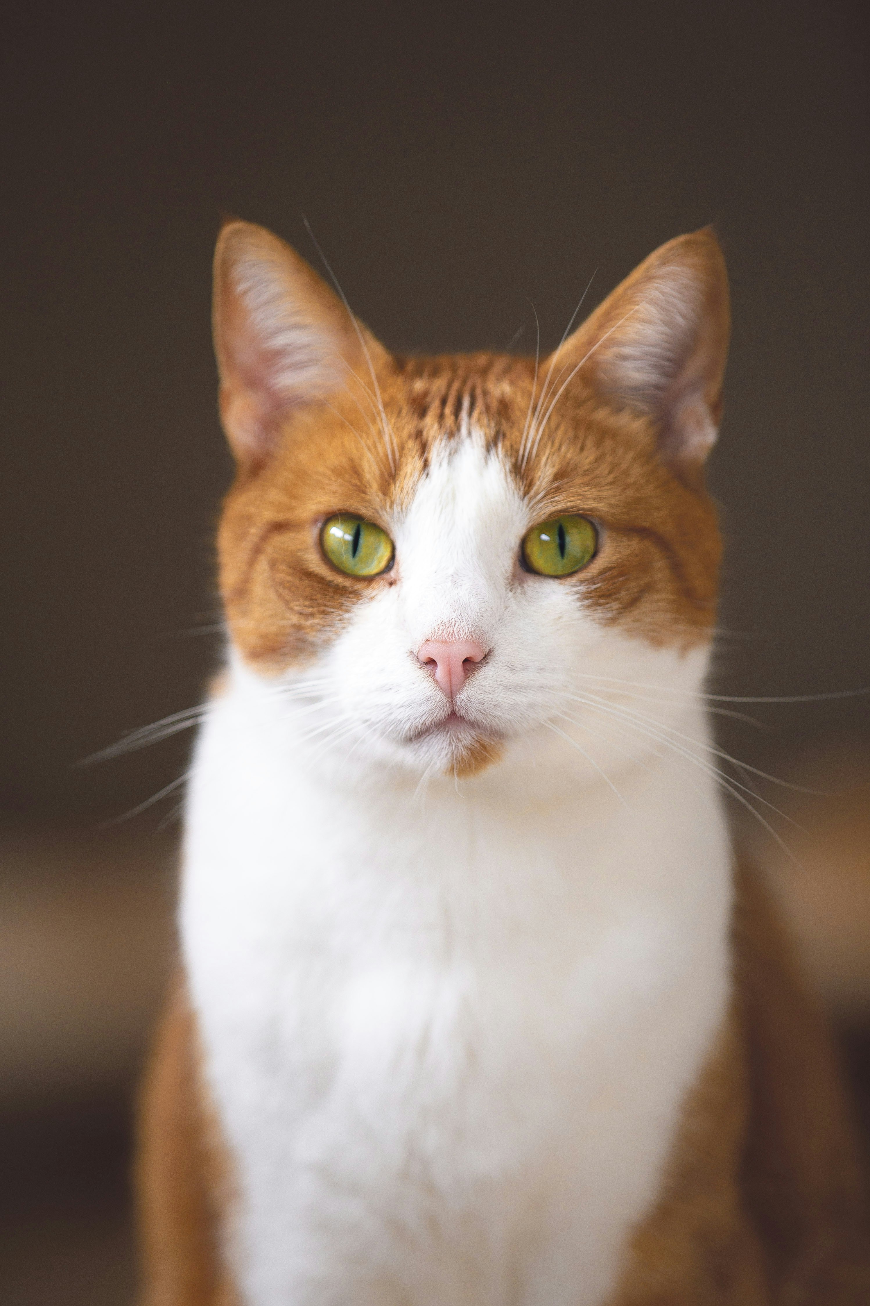 Adopt a pet at ELEVATE