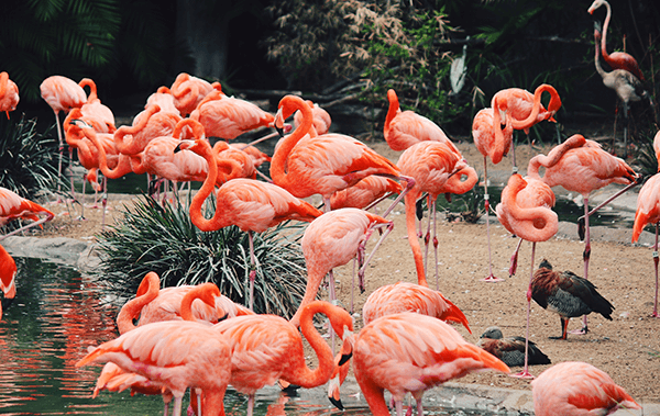 flamingos in a zoo