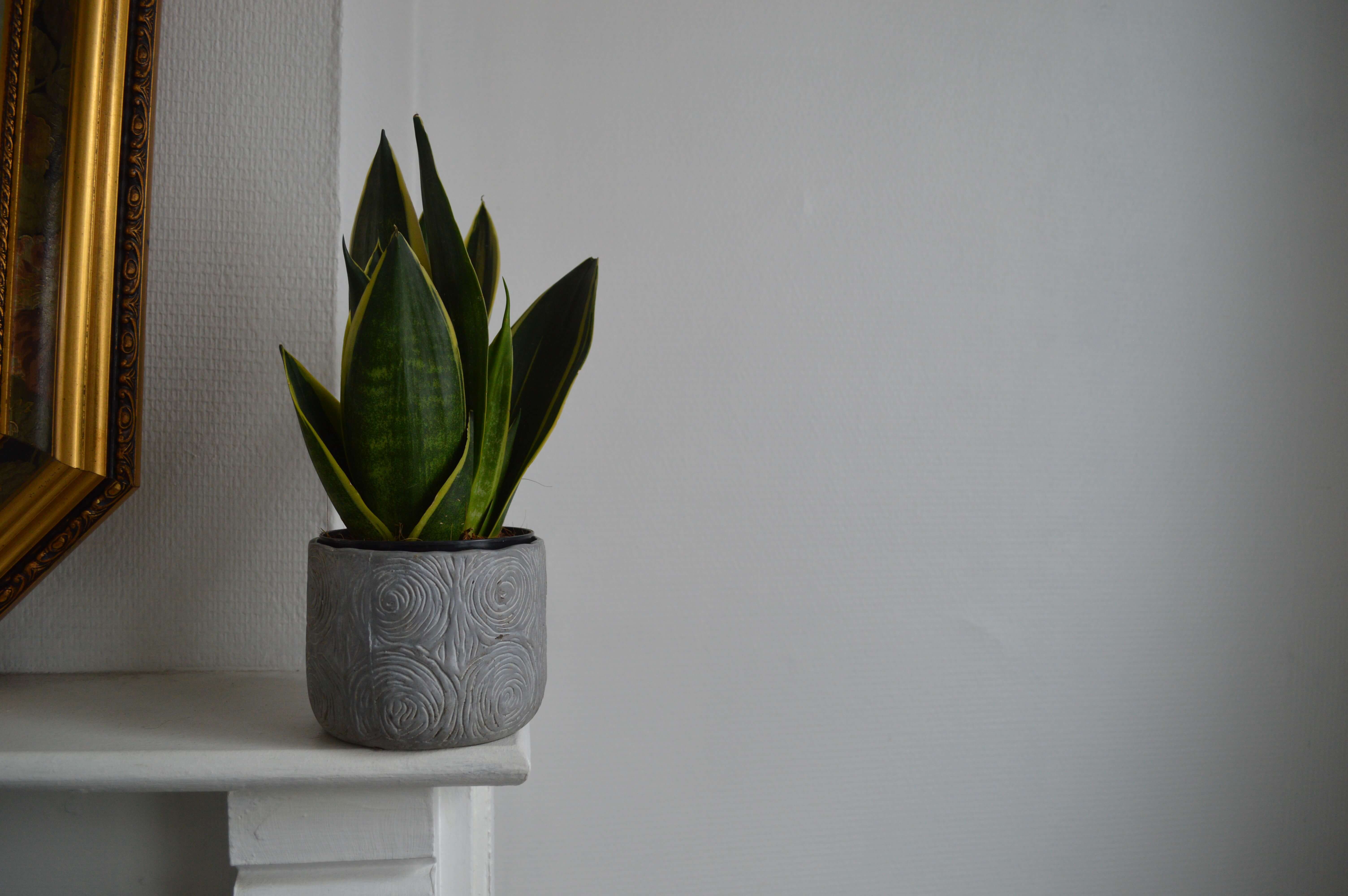 snake plants in apartment
