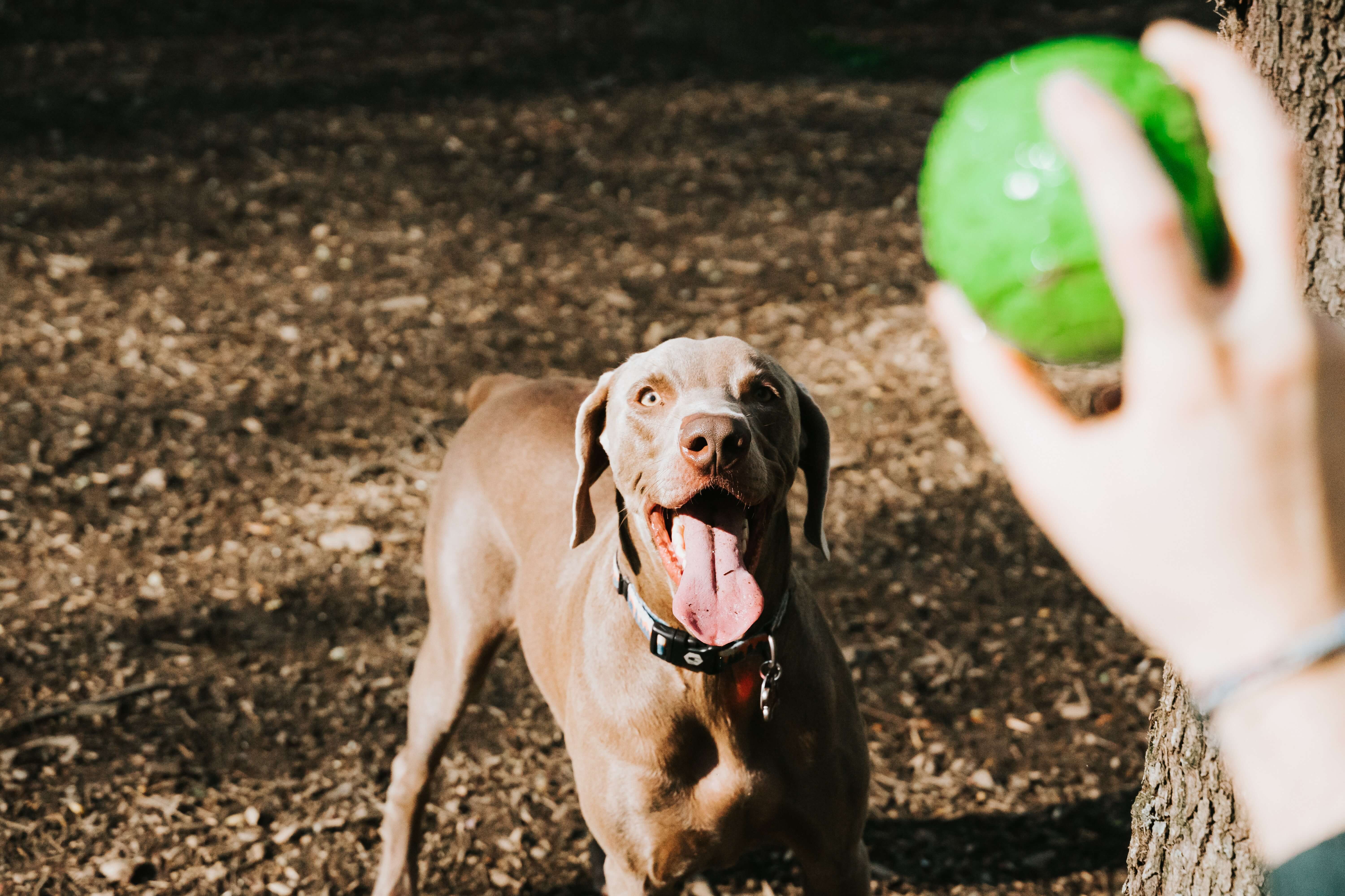 dog looking at green ball