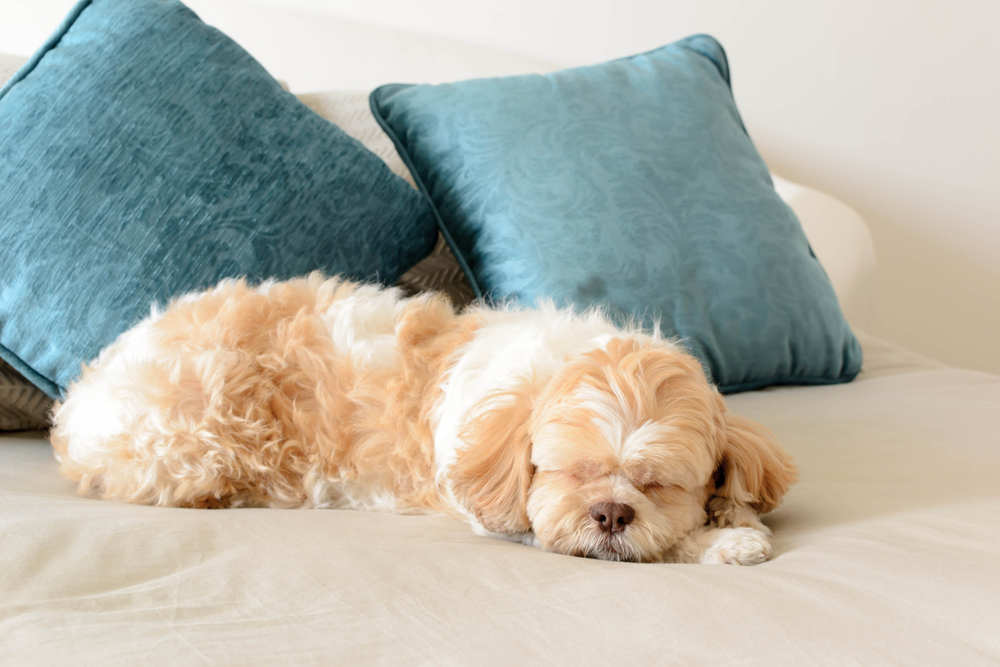 As a pet-friendly community, we can't wait to welcome you and Fido home. 