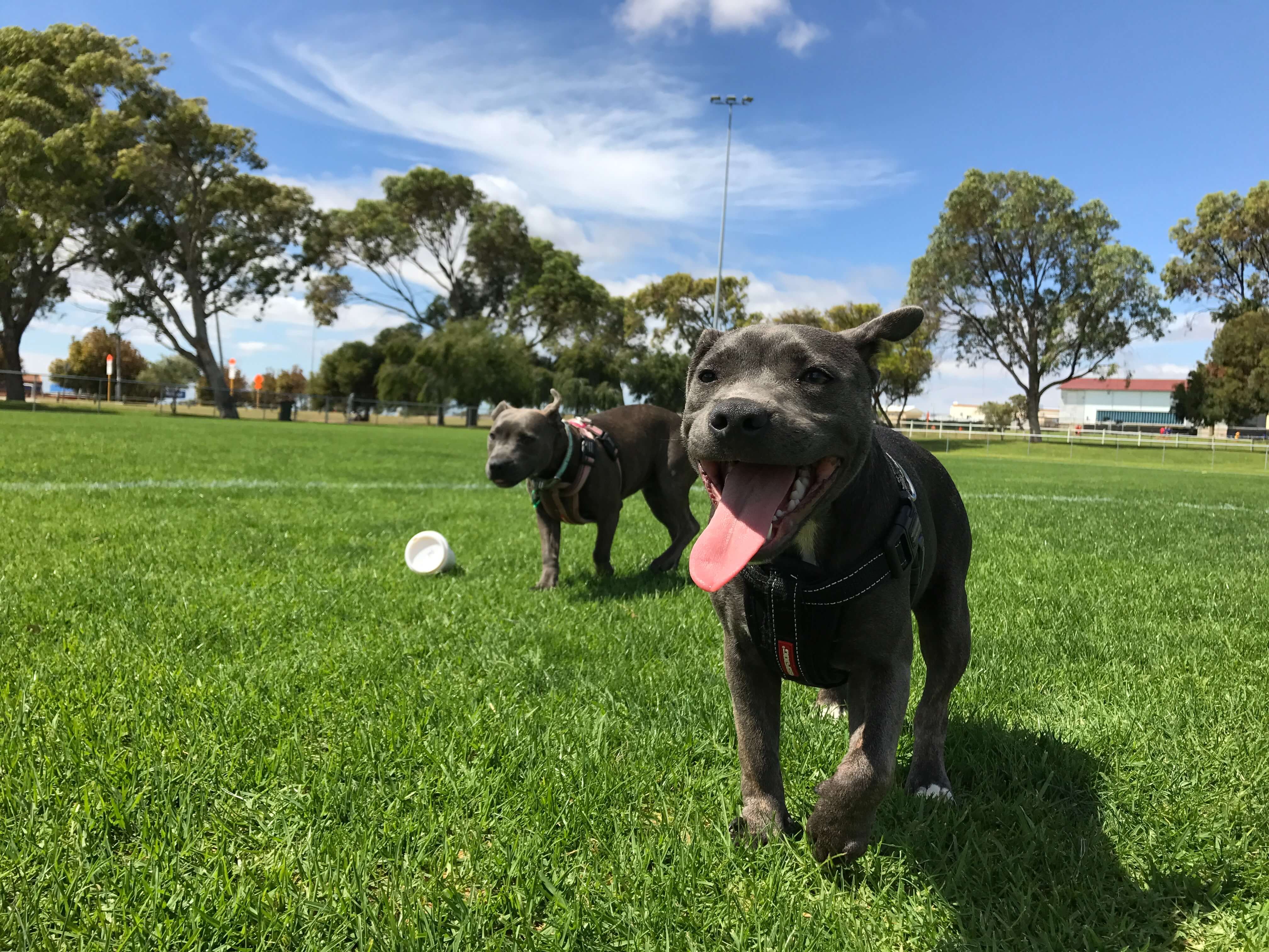 dog park for new friends