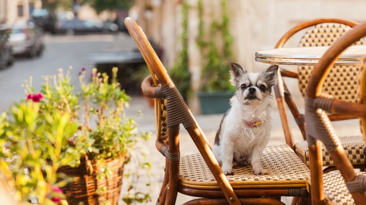 a small dog sits on a wicker chair on a street-level urban patio
