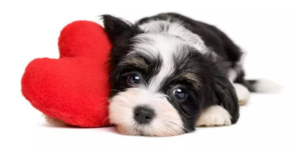 valentine pup