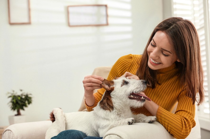 Woman feeding treat to terrier dog on couch at home