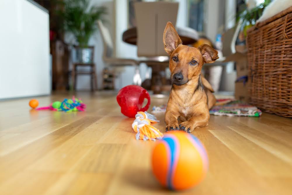 Discover true pet-friendly living at Wesley Kensington—no pet rent, spacious apartments, and access to Stonecrest’s best parks.