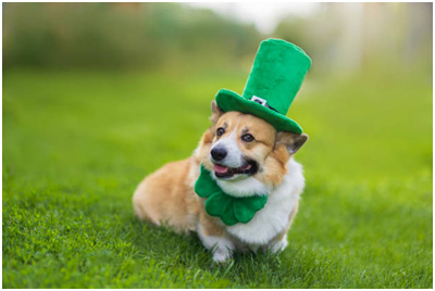 corgie wearing the green