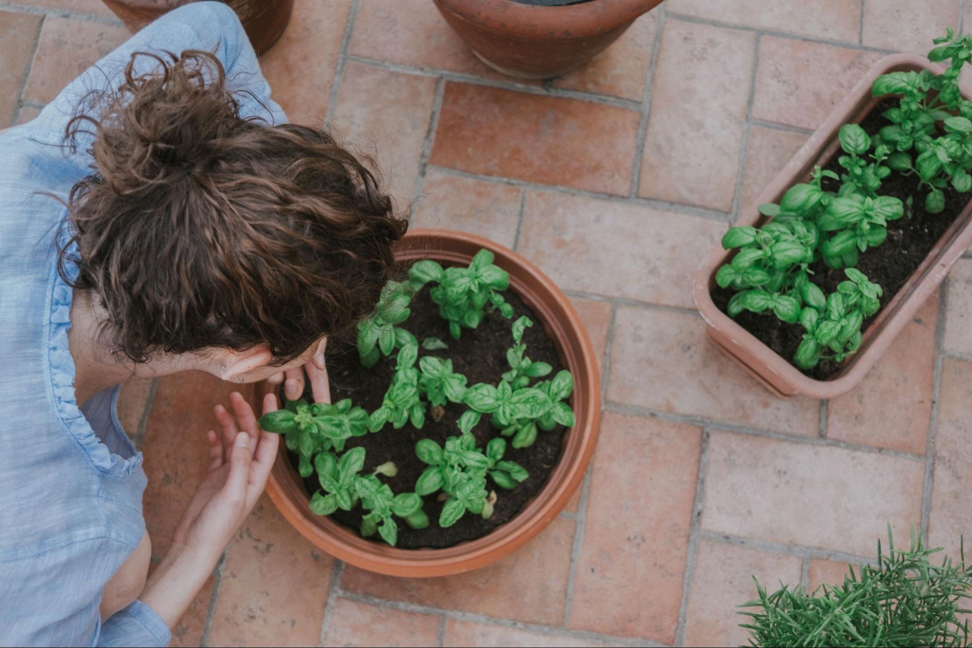 A top-down view showing a woman tending to potted green basil plants on a terracotta tiled balcony floor.