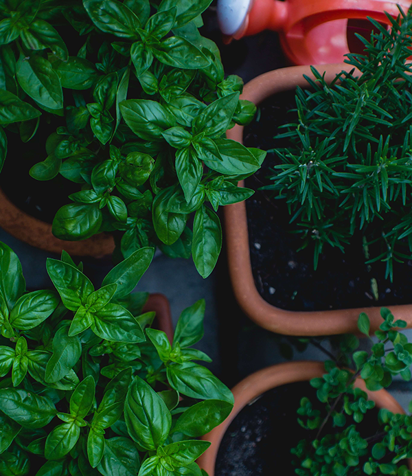 herbs to grow in your apartment
