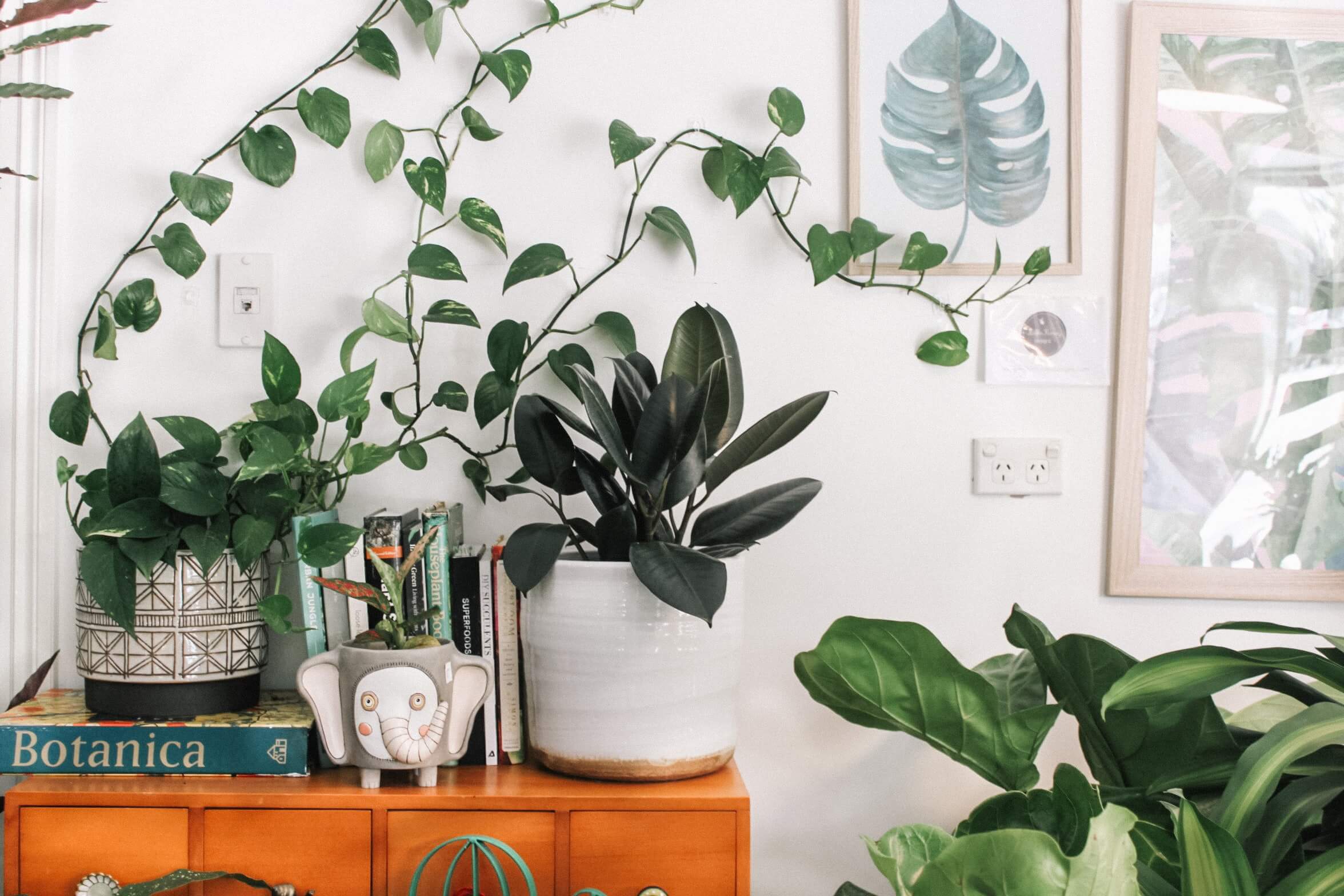 succulents and plants to decorate apartment