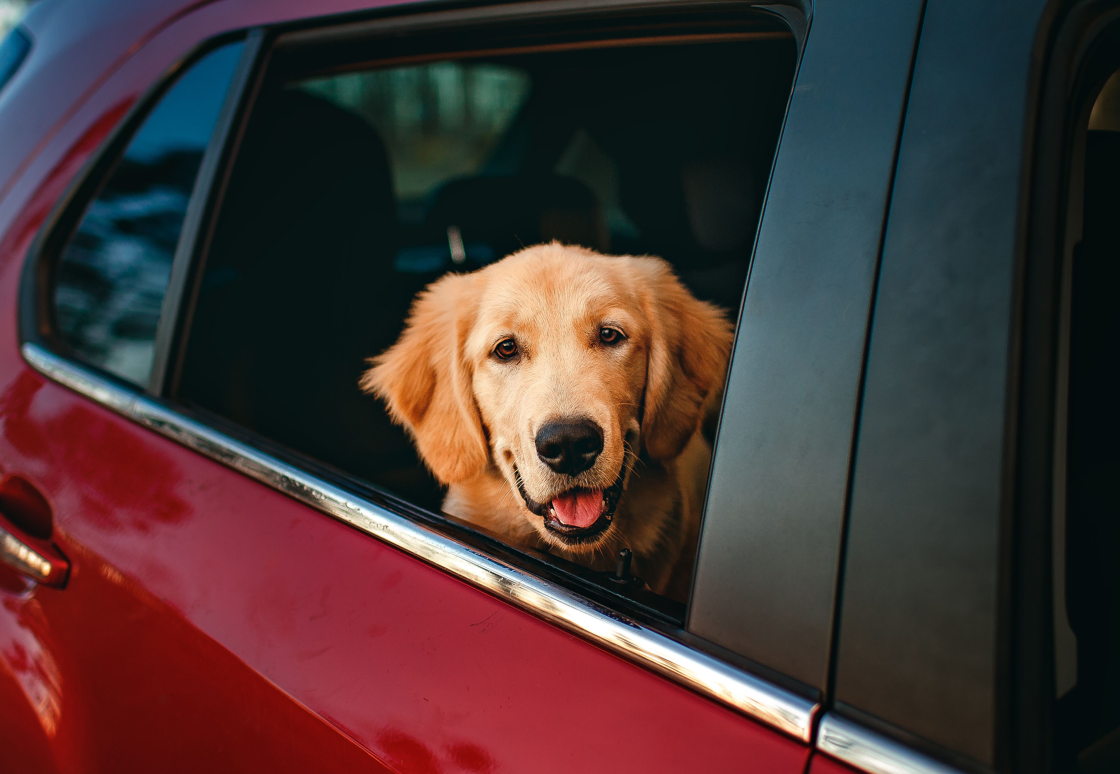 A fluffy light brown dog sticking its head out the open side window of a dark red car looking straight ahead.