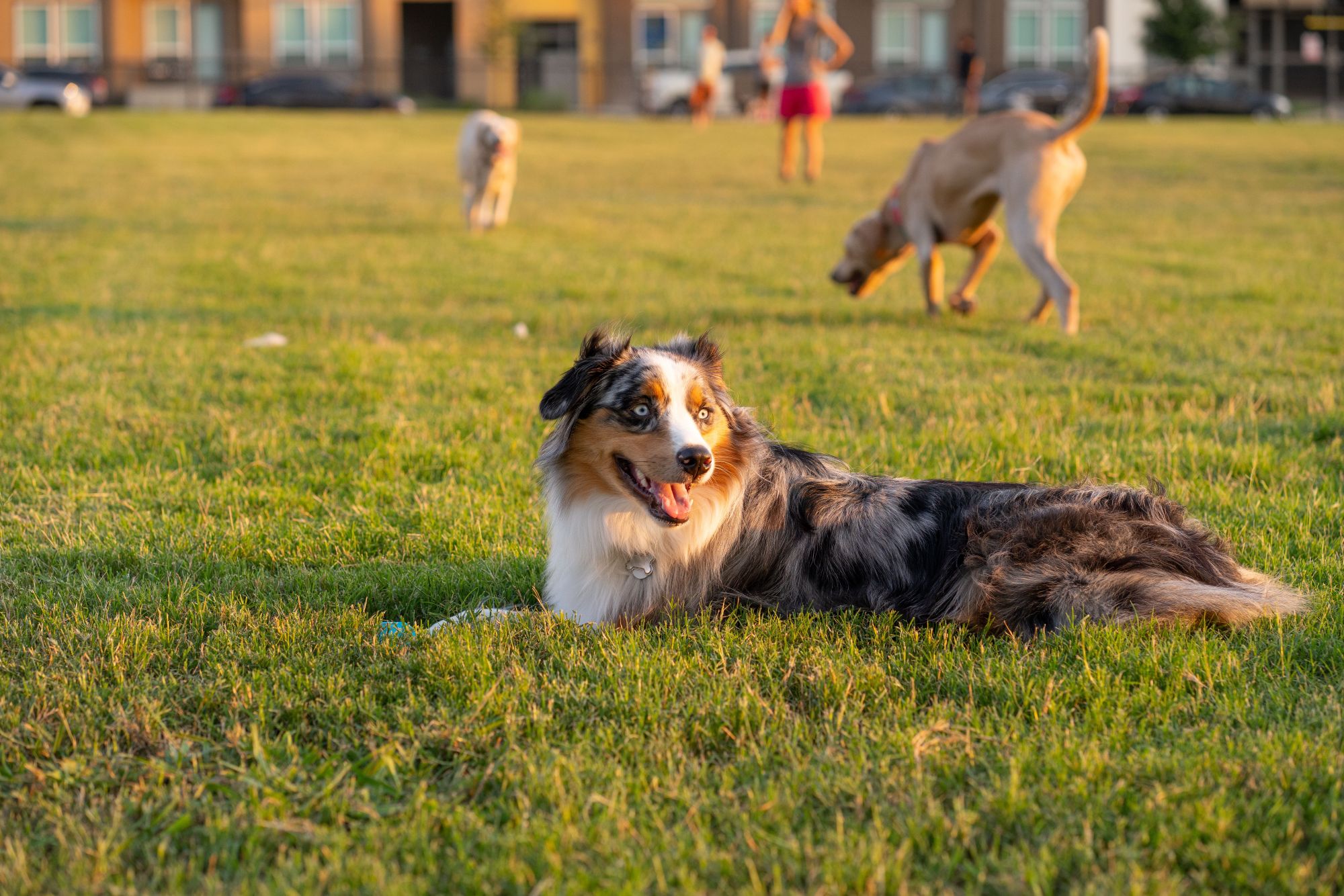 A fluffy black, brown, and white dog resting on green grass in a field with other dogs walking in the background.