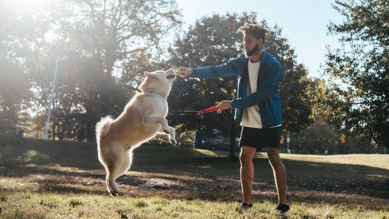 Man playing with his dog on a sunny day, representing the dog-friendly parks and outdoor spaces near New Albany, Ohio apartments.