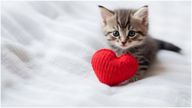 cute kitten