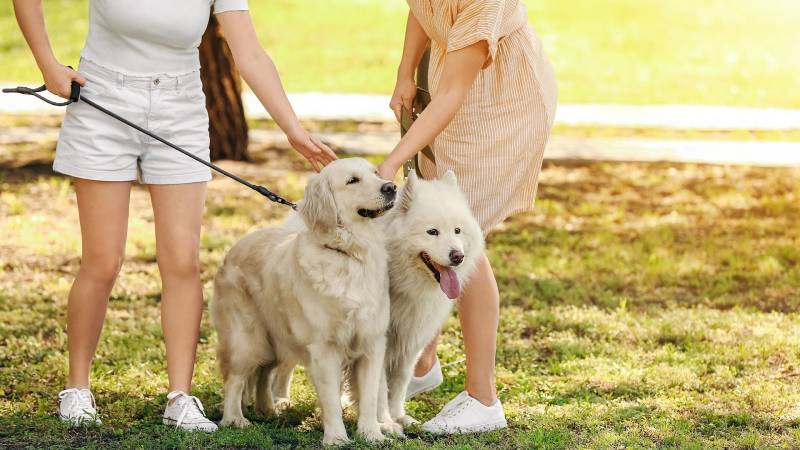 Two dogs enjoying a sunny walk with their owners, representing the dog-friendly community and outdoor lifestyle near Oakwood apartments in Hilliard, Ohio.