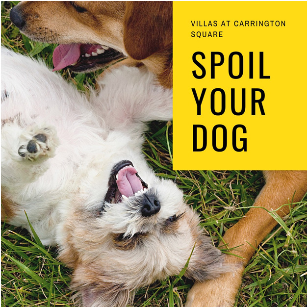 Spoil Your Dog