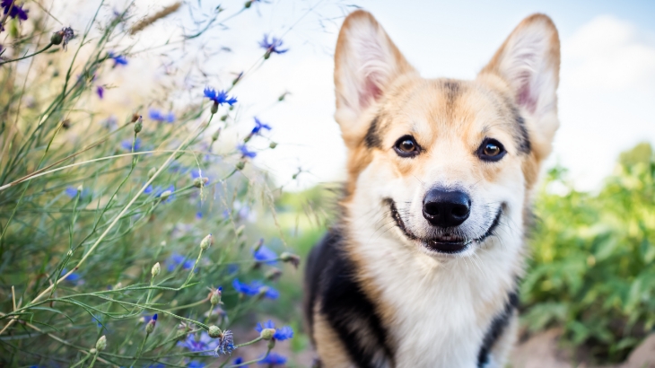 happy-looking dog near flowers looking at the camera