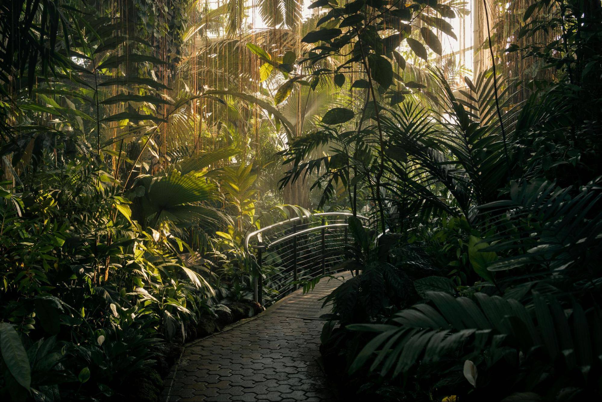 A stone path winding beneath a metal bridge sitting among lush green tropical plants growing inside a greenhouse.