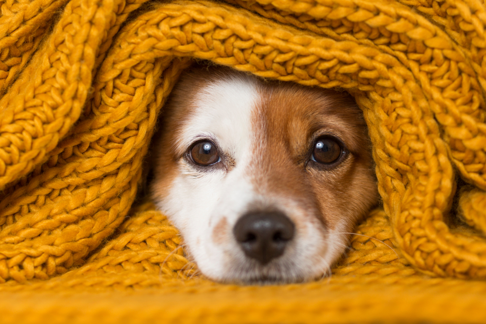 Keep your pets warm and cozy in your Weidner Apartment this winter.