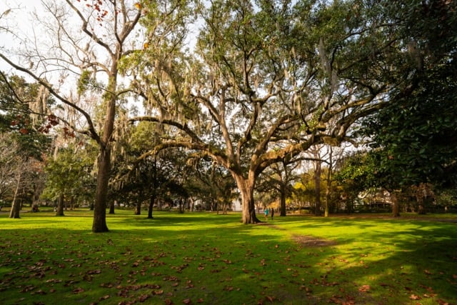 A large oak tree featuring hanging Spanish moss standing in a green grassy park displaying fallen brown autumn leaves.
