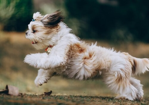 Friendly dog running happily