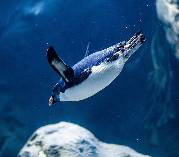 penguin  in zoo