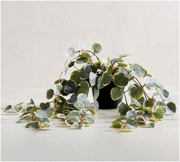 house plant