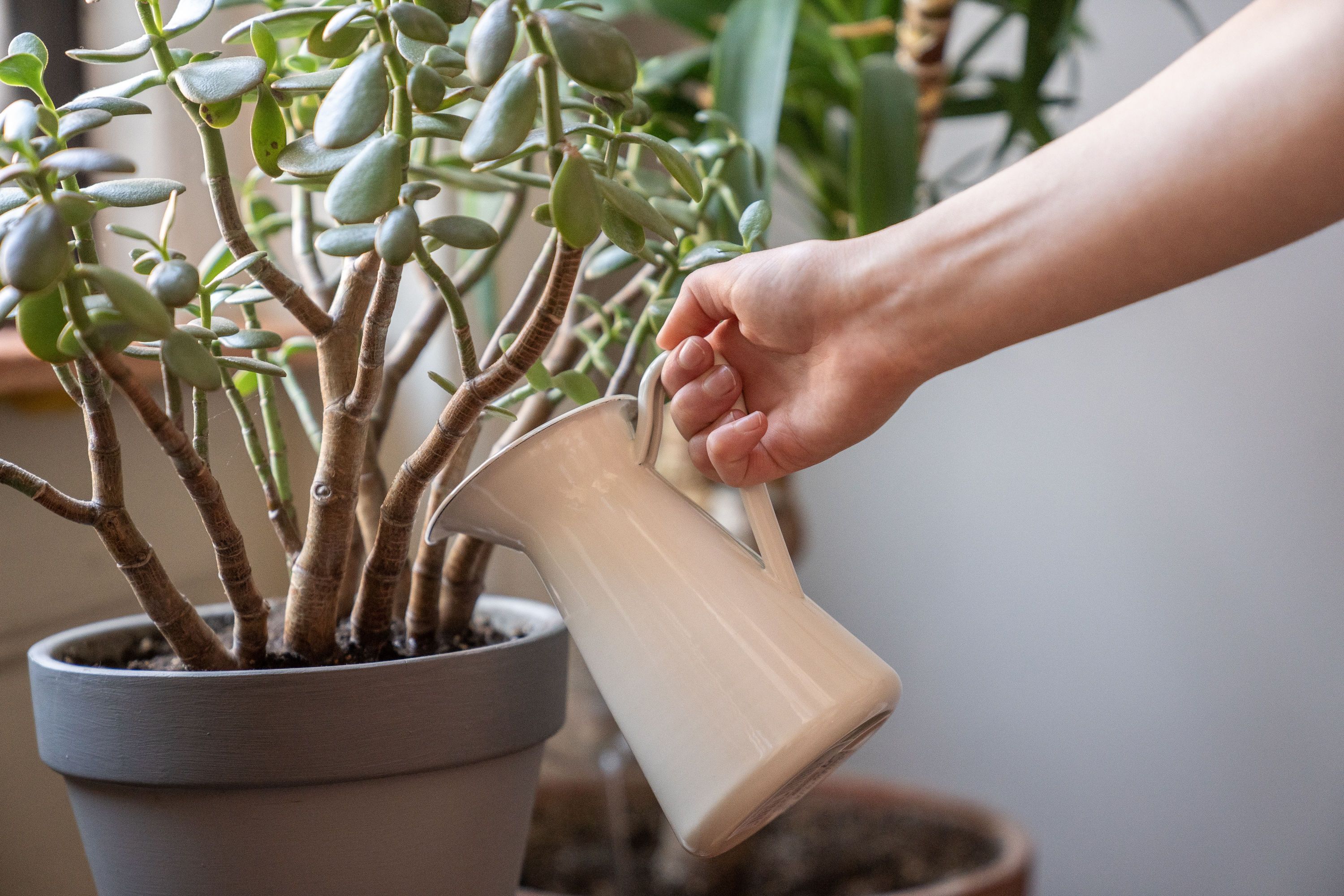 A person holding a small white ceramic pitcher while pouring water onto a potted green jade plant indoors.