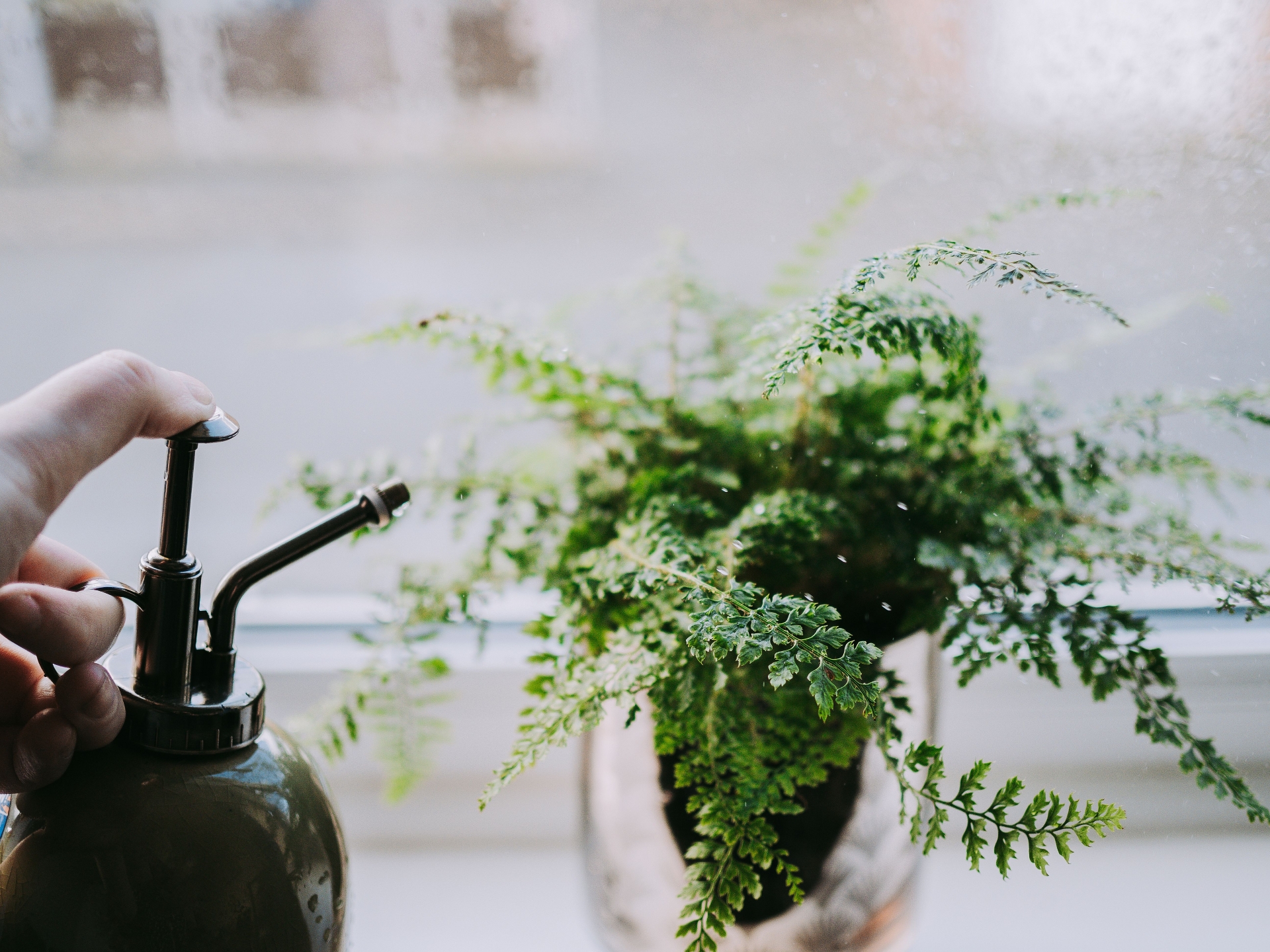 A close-up view of a green plant with many leaves and sprouts on a white windowsill with a green watering can that has a gooseneck sprayer being used on the plant