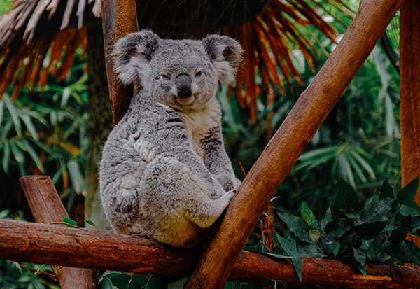 koala bear in a zoo