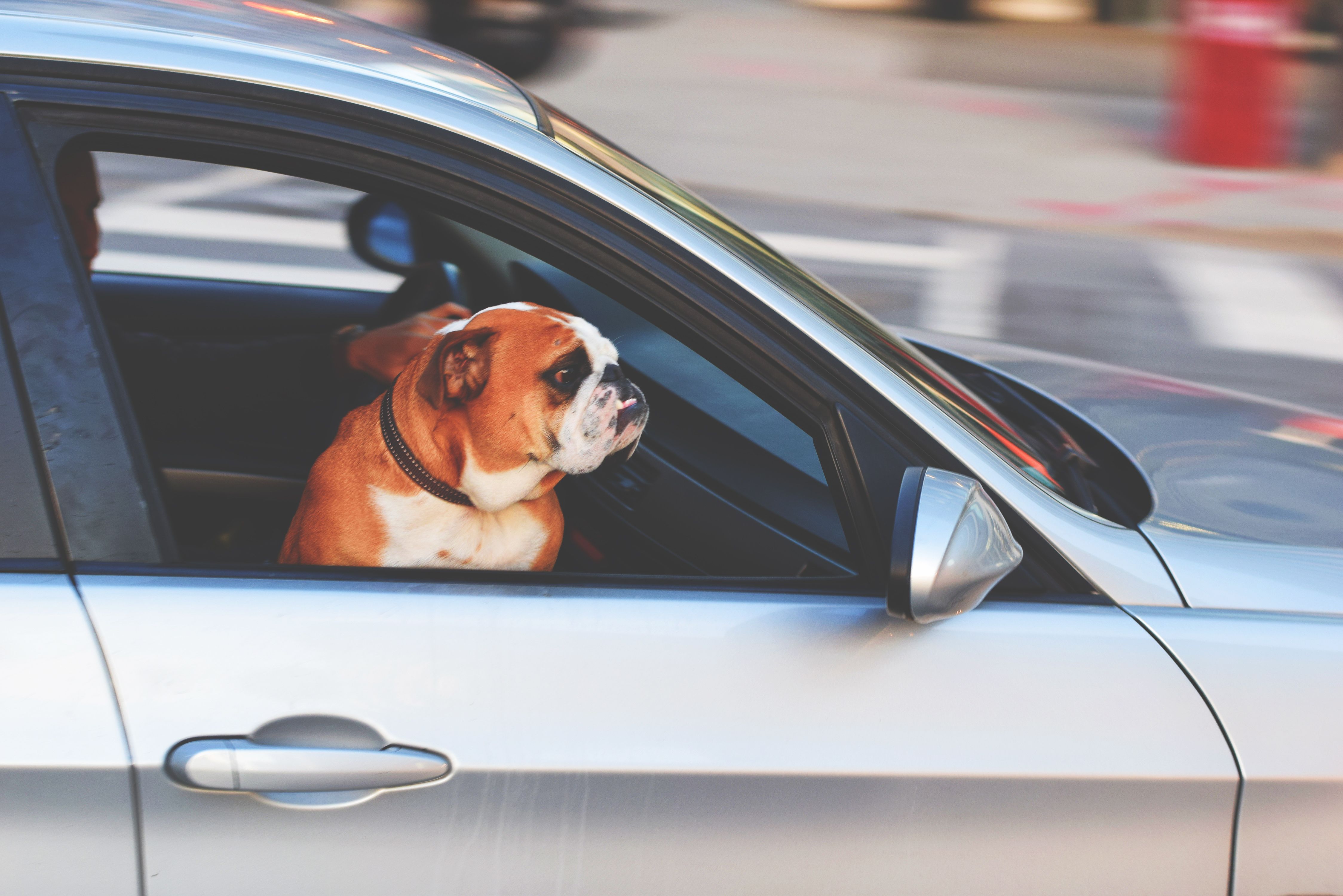A brown and white bulldog wearing a dark collar sitting inside a silver car looking out an open window.