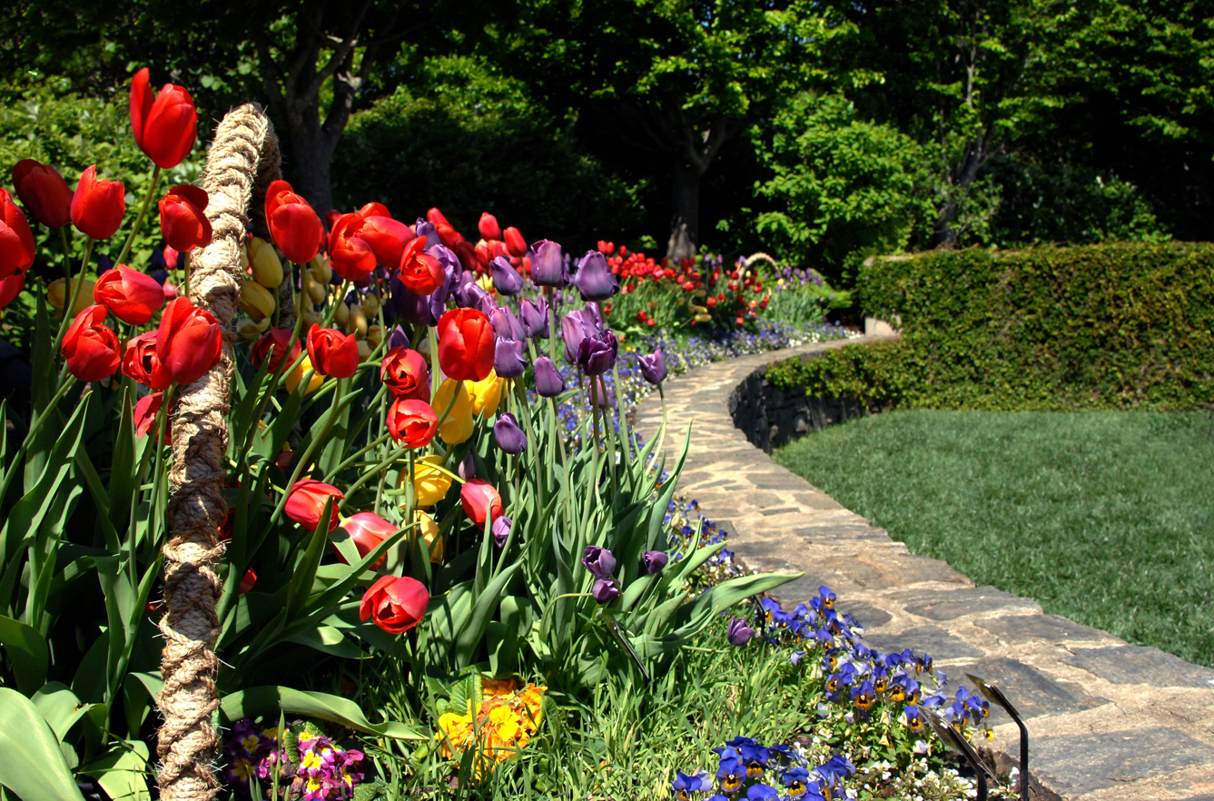 Colorful tulip garden and winding stone pathway at the North Carolina Arboretum in Asheville.