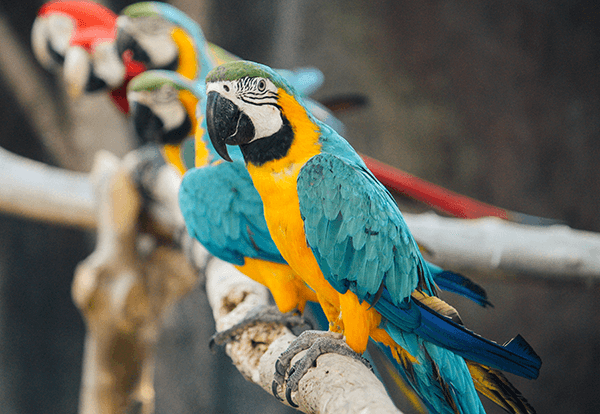 parrots at a zoo