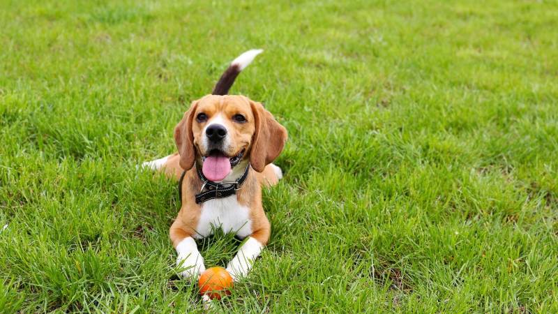 Beagle relaxing on grass with a ball, representing dog-friendly parks near Asherton of Dublin Apartments in Dublin, Ohio.