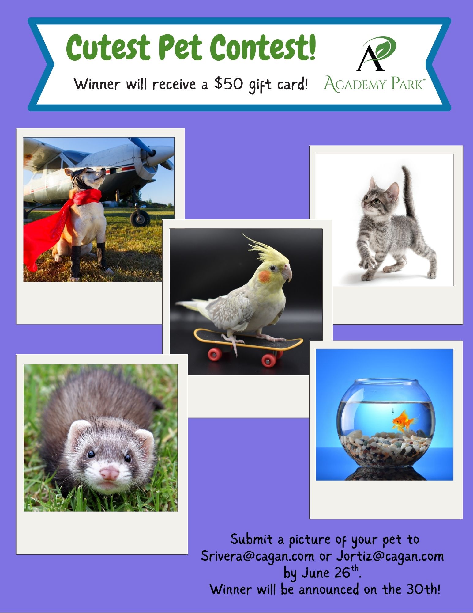 pet contest