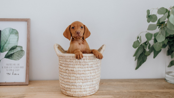 Dog in Basket