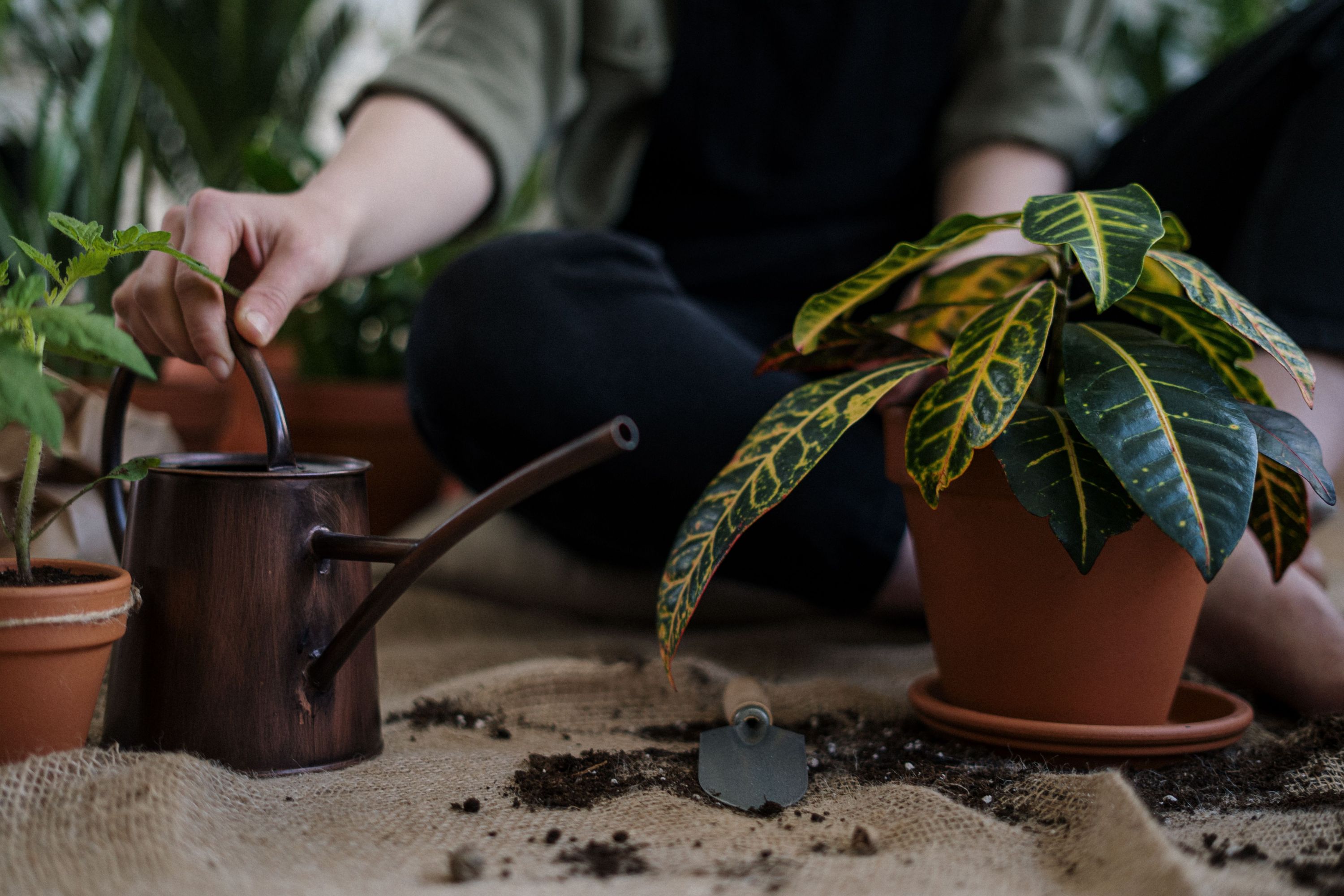 A person reaching for a vintage copper watering can while potting indoor plants on a burlap mat on the floor.