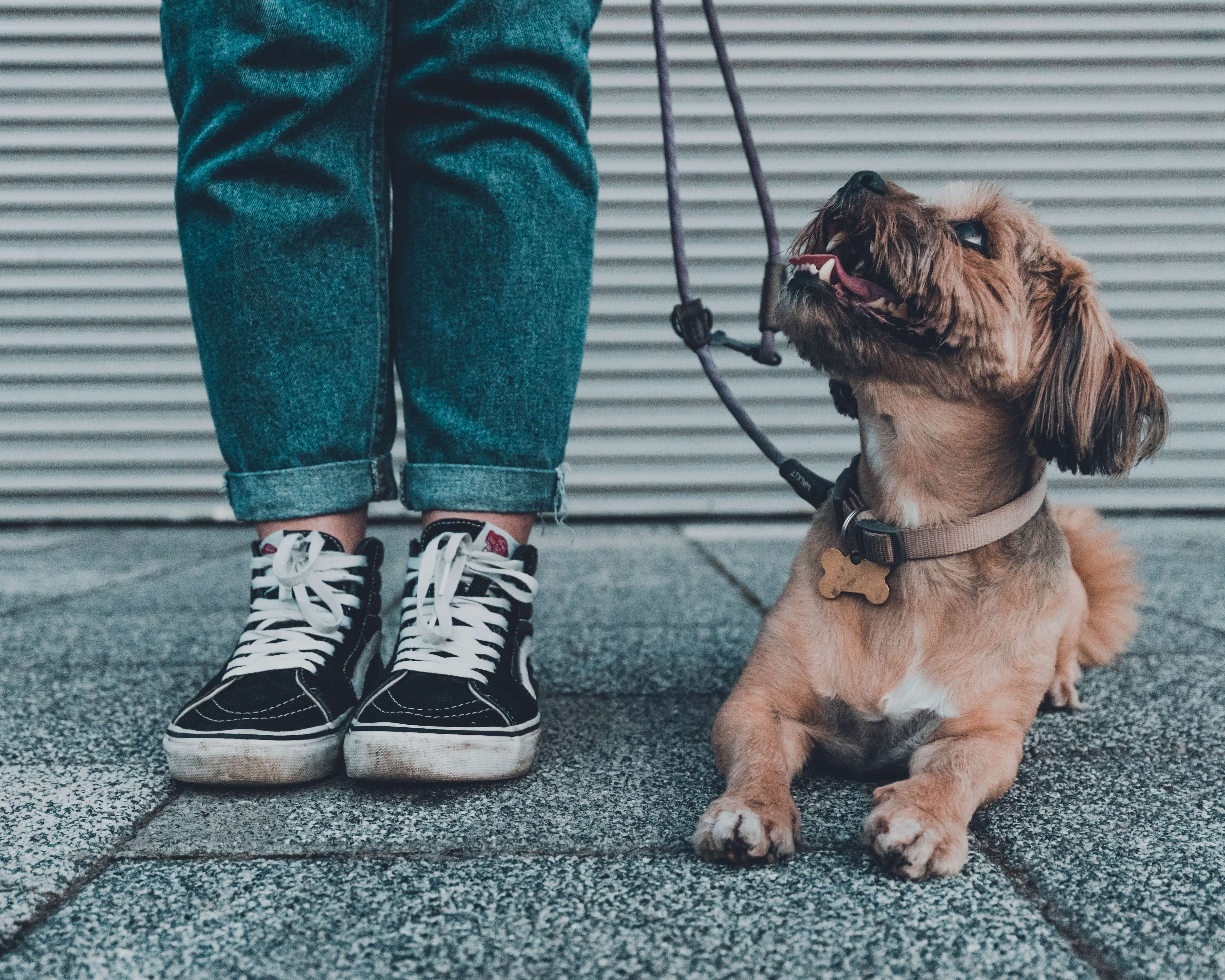 dog on leash with owner