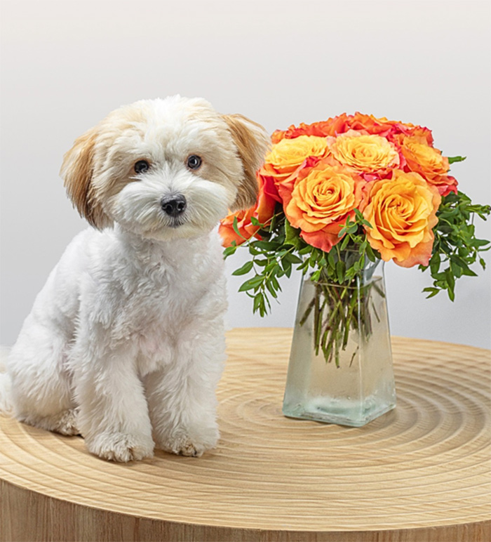 puppy and flowers