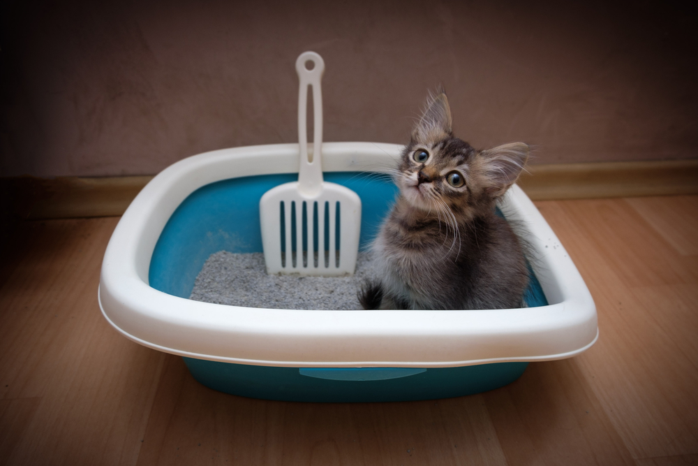 Keep reading to discover the best ways to utilize a litter box in your home. 
