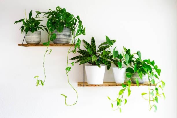 indoor hanging plants low light