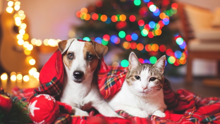 dog and cat under Christmas tree