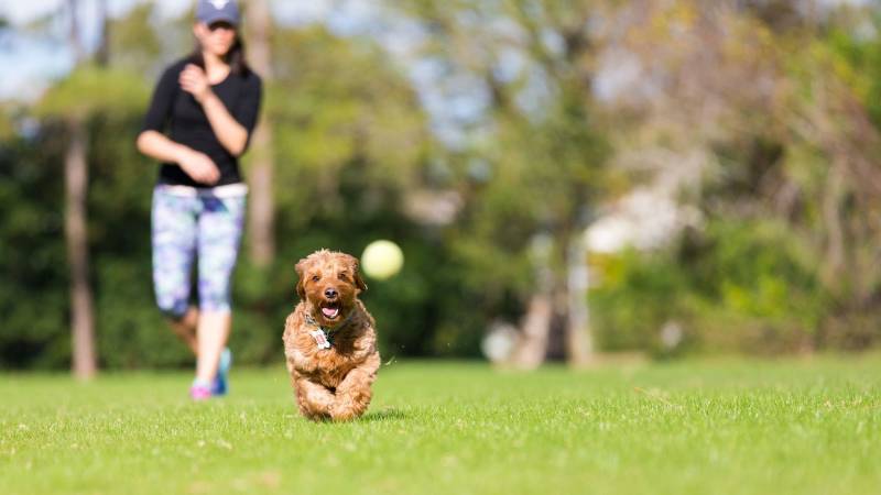 Small brown dog chasing a tennis ball with owner in the background, representing dog-friendly parks near Polaris and Westerville apartments in Columbus, Ohio.